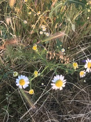 Asteroideae