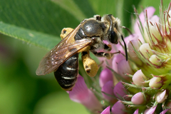 Taeniandrena