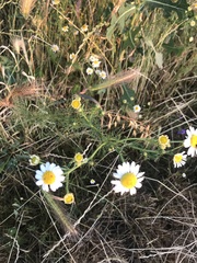 Asteroideae