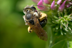 Taeniandrena