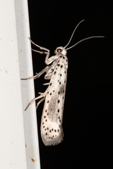 Yponomeuta irrorellus