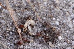 Pheidole pilifera