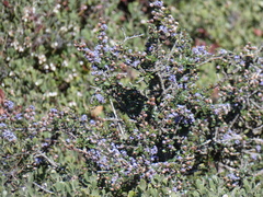 Ceanothus rigidus