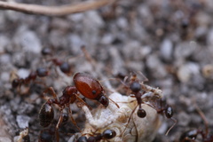 Pheidole pilifera