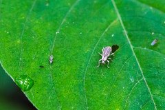 Aphrastus taeniatus