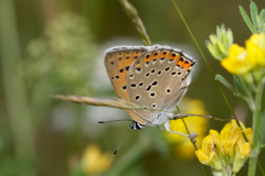 Lycaena alciphron