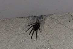 Segestria florentina