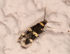 Oegoconia deauratella