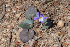 Viola villosa