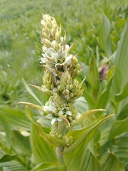 Veratrum californicum