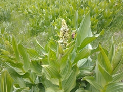 Veratrum californicum