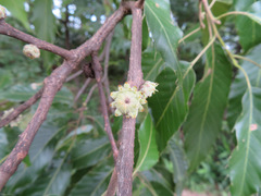 Quercus acutissima