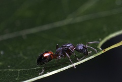 Dolichoderus plagiatus