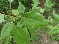 Populus