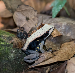 Clinotarsus curtipes