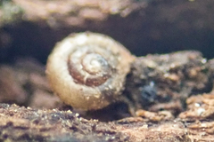 Paralaoma servilis