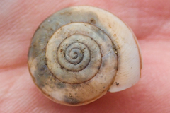 Helminthoglypta traskii isidroensis