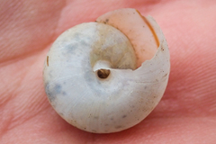 Helminthoglypta traskii isidroensis