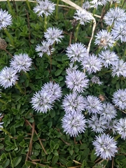 Globularia meridionalis