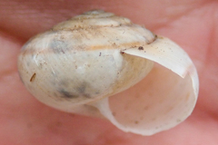 Helminthoglypta traskii isidroensis