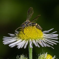 Sapyga louisi