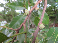 Quercus acutissima
