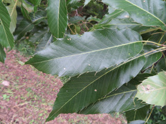 Quercus acutissima