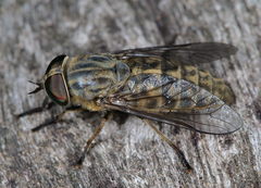 Tabanus bromius