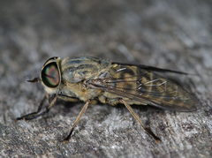 Tabanus bromius