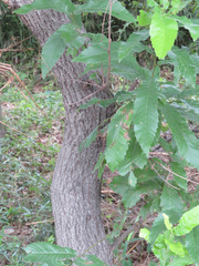 Quercus acutissima