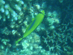 Chaetodon plebeius