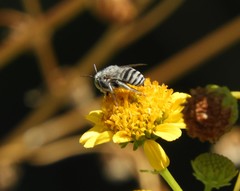 Anthophora curta