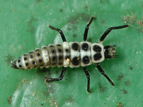 Dešimtdėmė Boružė nuotrauka