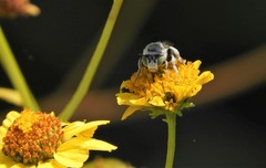 Anthophora curta
