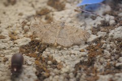 Digrammia muscariata