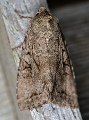 Apterogenum ypsillon