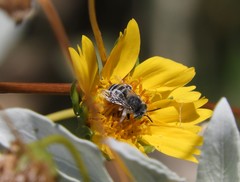 Anthophora curta