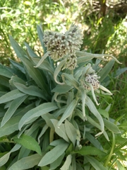 Cynoglossum magellense
