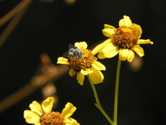 Anthophora curta