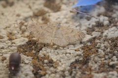 Digrammia muscariata