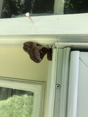 Callosamia promethea