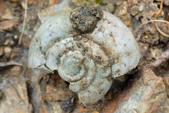 Glyptostoma newberryanum