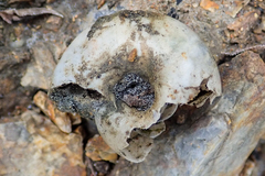 Glyptostoma newberryanum