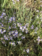 Porterella carnosula