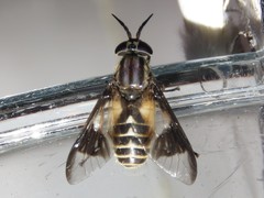 Chrysops sackeni