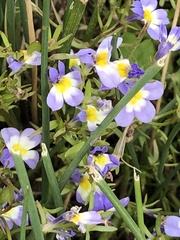 Porterella carnosula