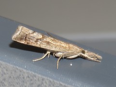 Neodactria caliginosellus