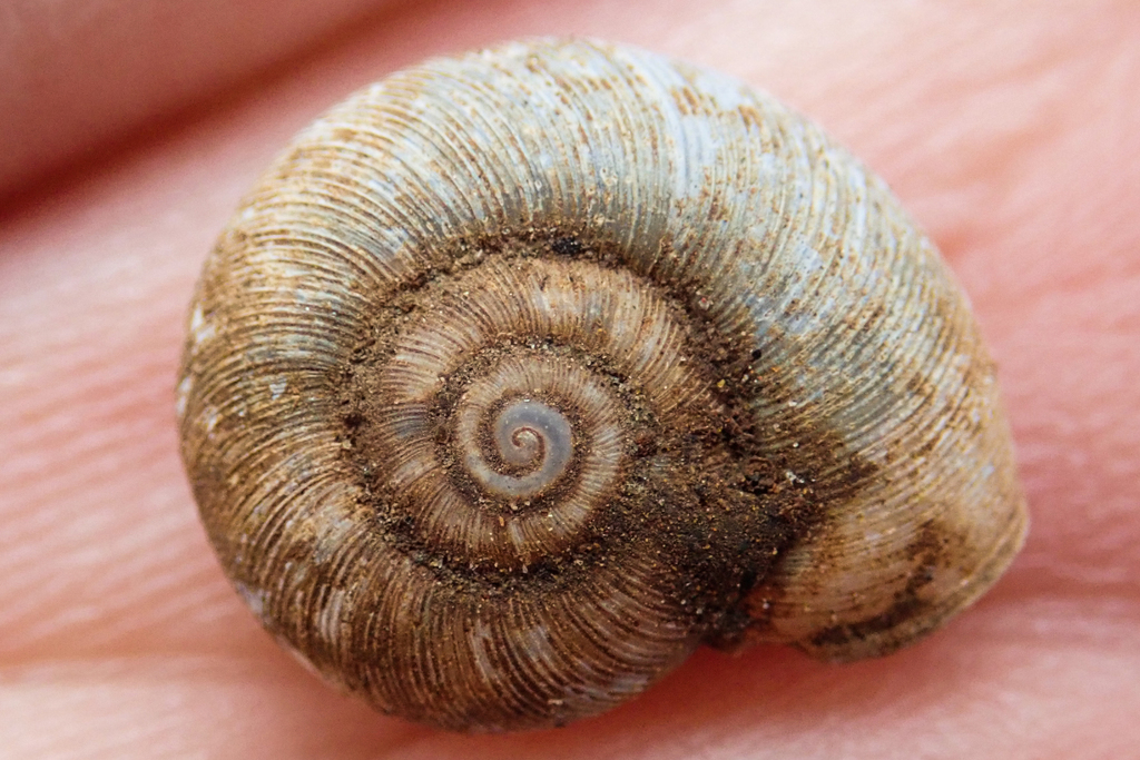 Striate Lancetooth Snail