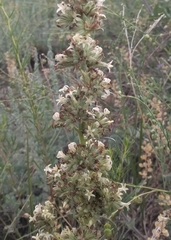 Ipomopsis spicata spicata