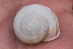 Helminthoglypta traskii isidroensis